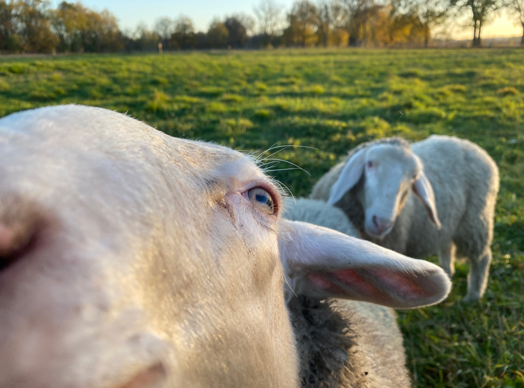 Coaching mit Schafen - Achtsamkeit und Mindfulness