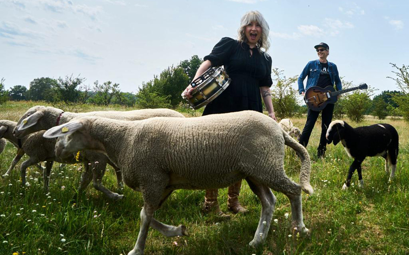 Fotoshooting mit Schafen - Band catl aus Kanada