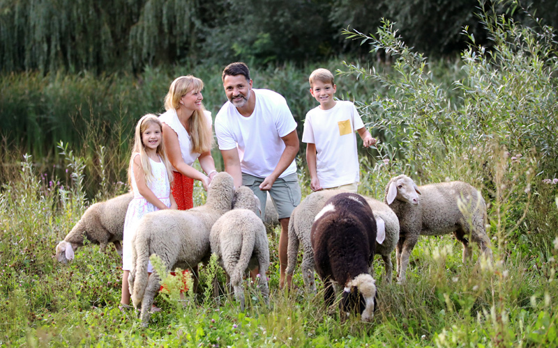 Fotoshooting mit Schafen Familienporträts