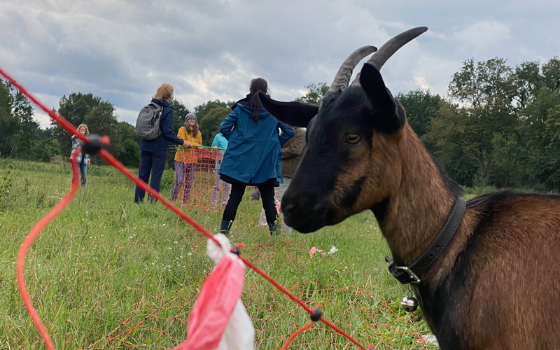Teamevent mit Schafen - Teamaufgabe Pferchbau