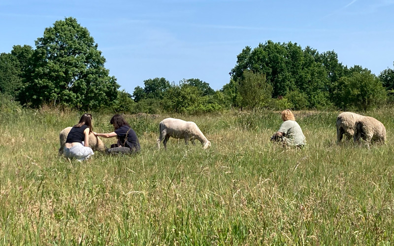 Teamevent mit Schafen - die Herde kennenlernen