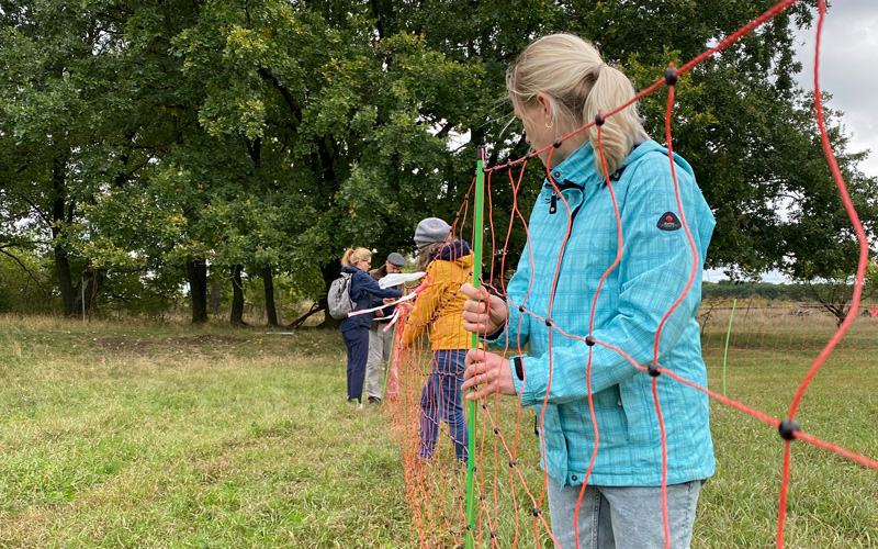 Teamevent mit Schafen - Pferch bauen