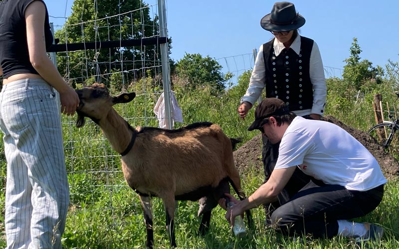 Teamevent mit Schafen - Käse selber machen