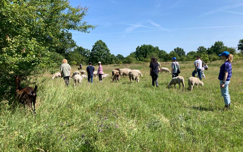 Teamevents mit Schafe